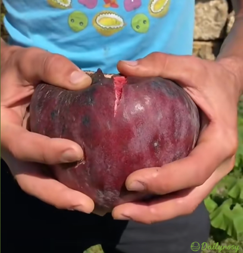 🍑Graines de figuier géantes - La douceur d'une pêche à chaque bouchée ! 🌟