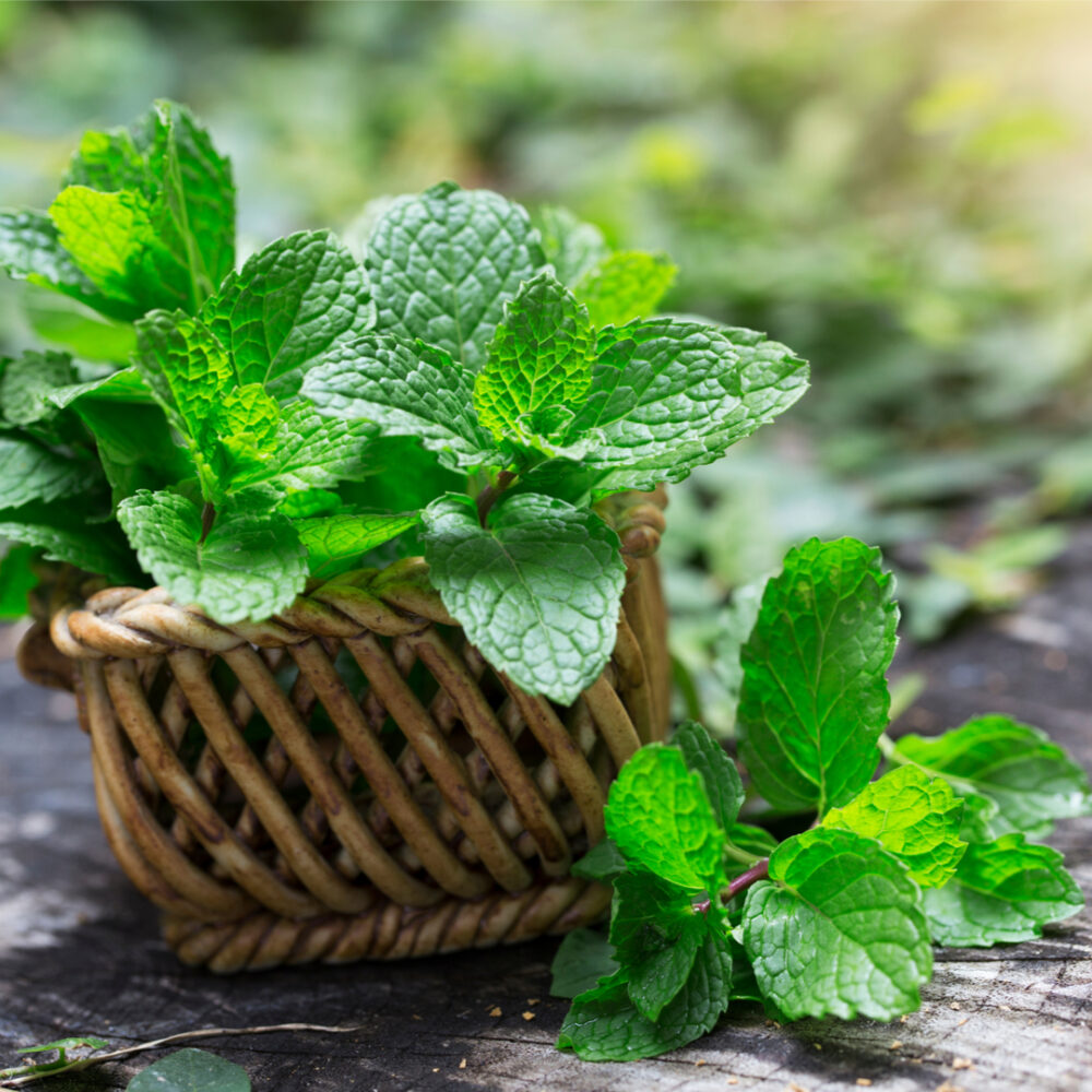 Graines de menthe à usage médicinal et comestible