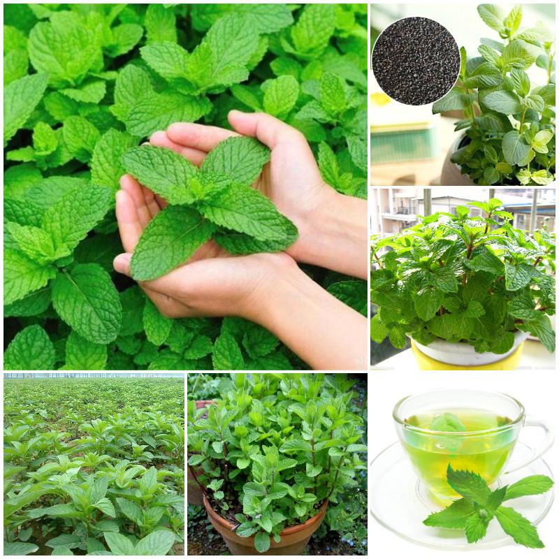 Graines de menthe à usage médicinal et comestible
