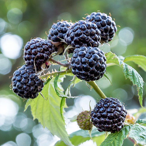 🔥 Meilleure vente : Framboise Rouge à Double Saison