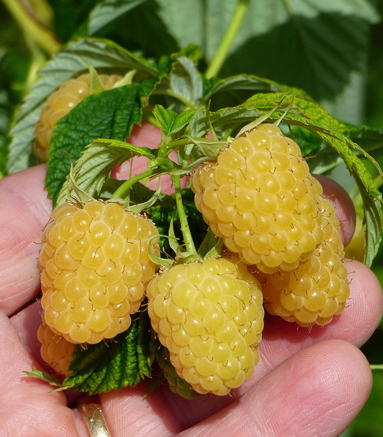 🔥 Meilleure vente : Framboise Rouge à Double Saison