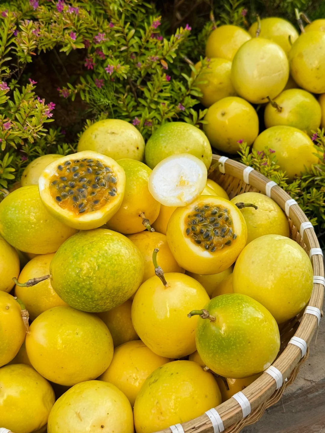 🌿 Graines de Fruit de la Passion - Votre Explosion Tropicale Maison