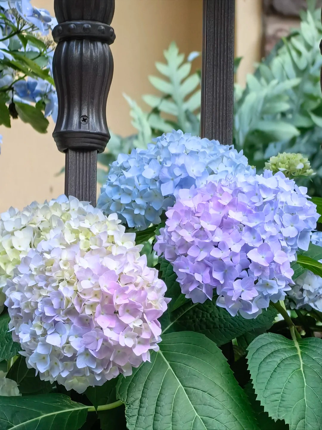 🔥50% de réduction🎁Graines d'hortensia