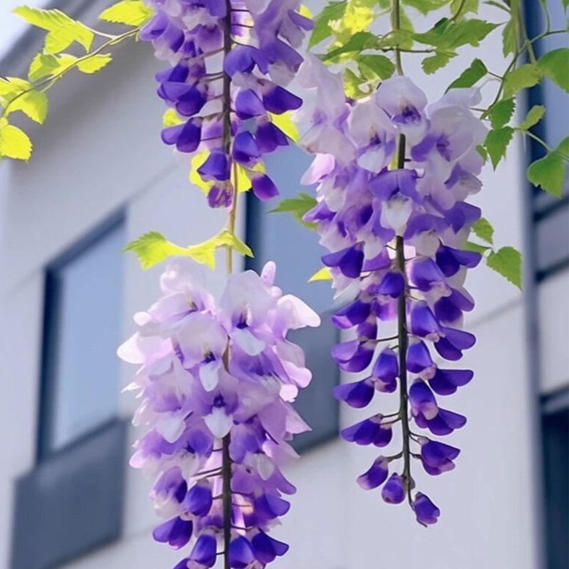 Graines de jade bleu glycine