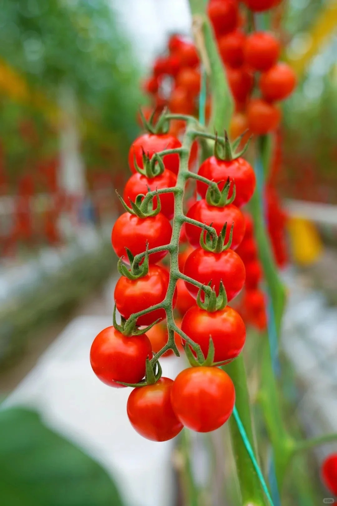 🍅 Graines de Tomates Cerises
