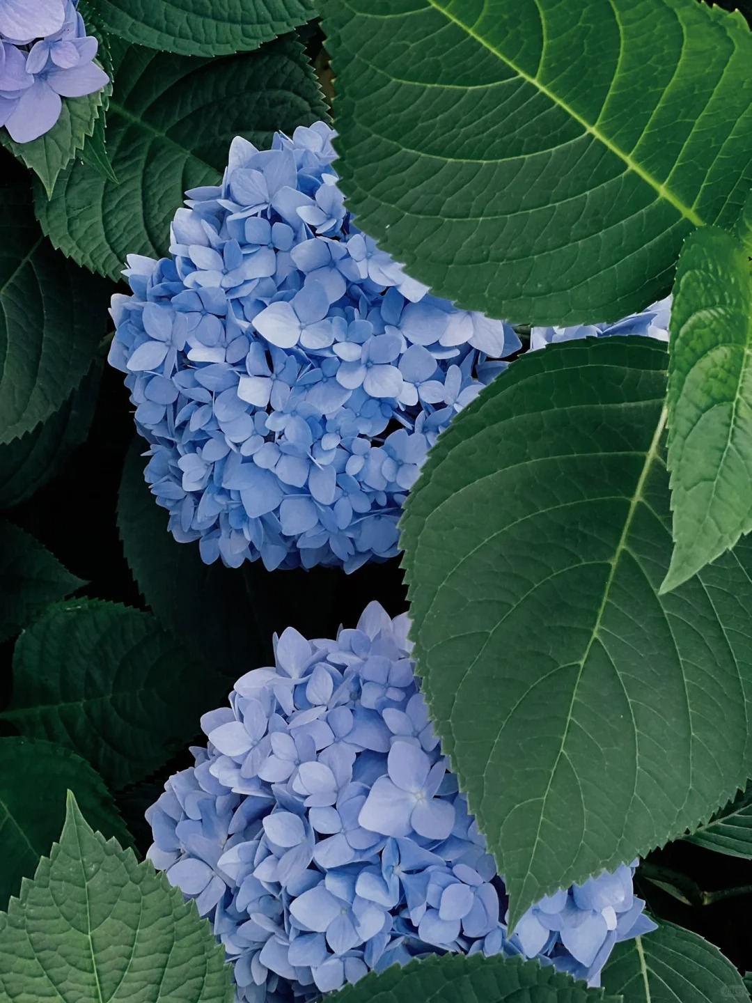 🔥50% de réduction🎁Graines d'hortensia