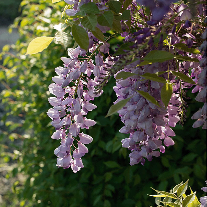 Graines de jade bleu glycine
