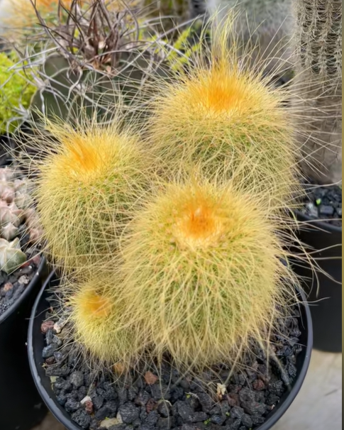 🔥50% de Réduction🌵🌵Graines de Cactus 🌵