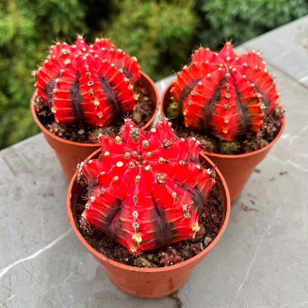 🔥50% de Réduction🌵🌵Graines de Cactus 🌵