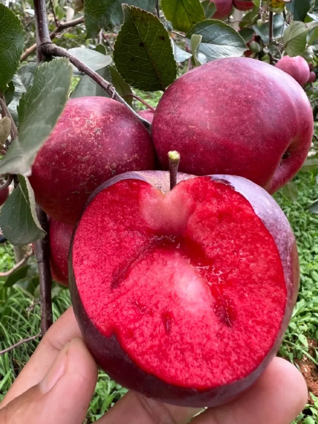 🍎"Pomme Passion Éternelle : Graines Rares Cultivées par 12 Producteurs Français ❤️