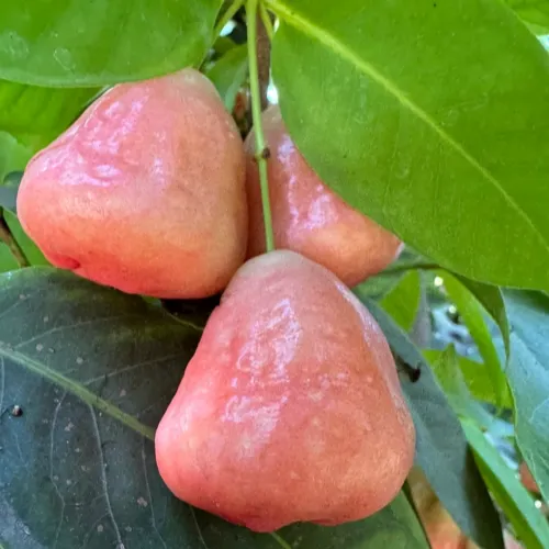 🌸 Graines de Jambose (Pomme Rose) - L'Exotisme à Portée de Main