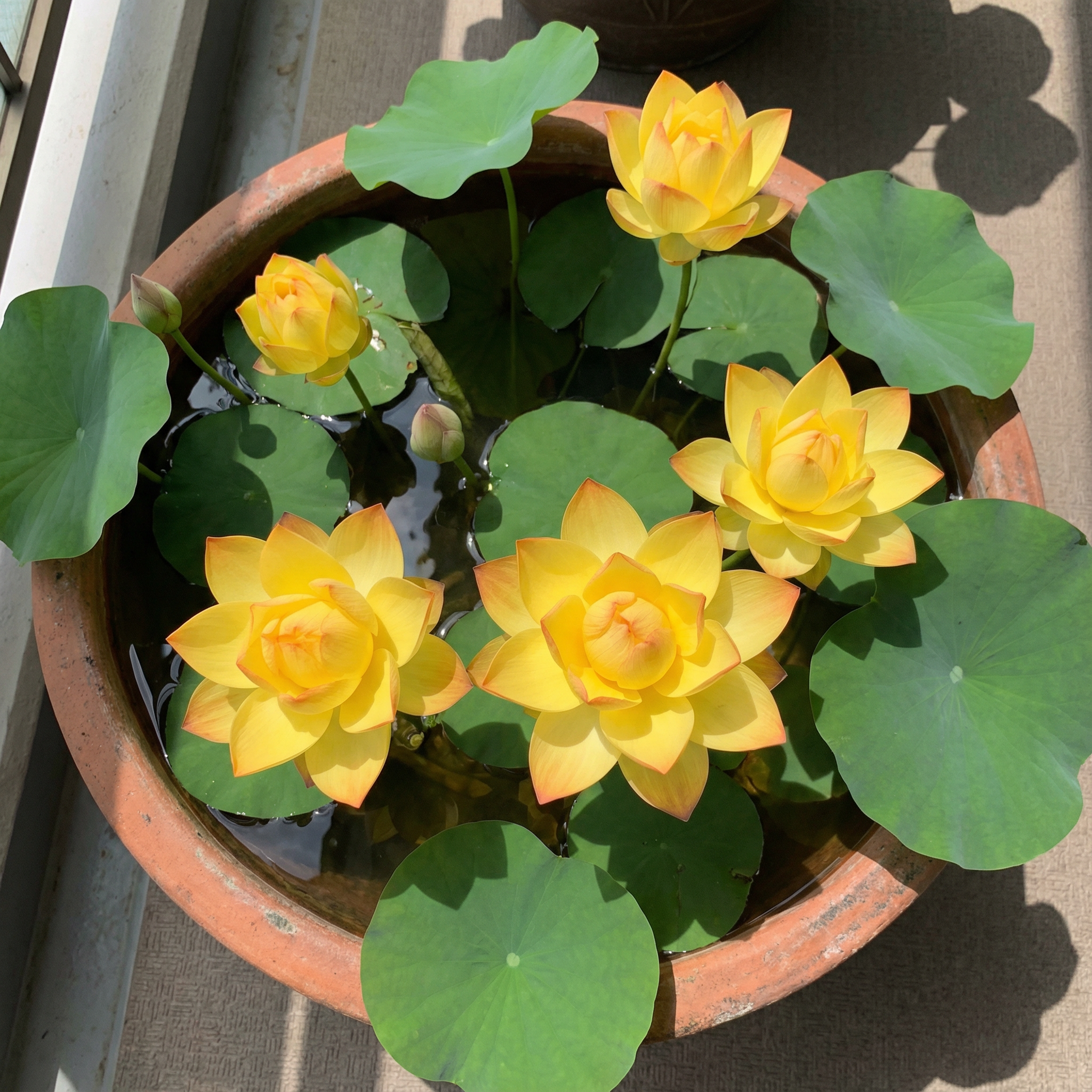 🌄Graines de lotus orange lever de soleil