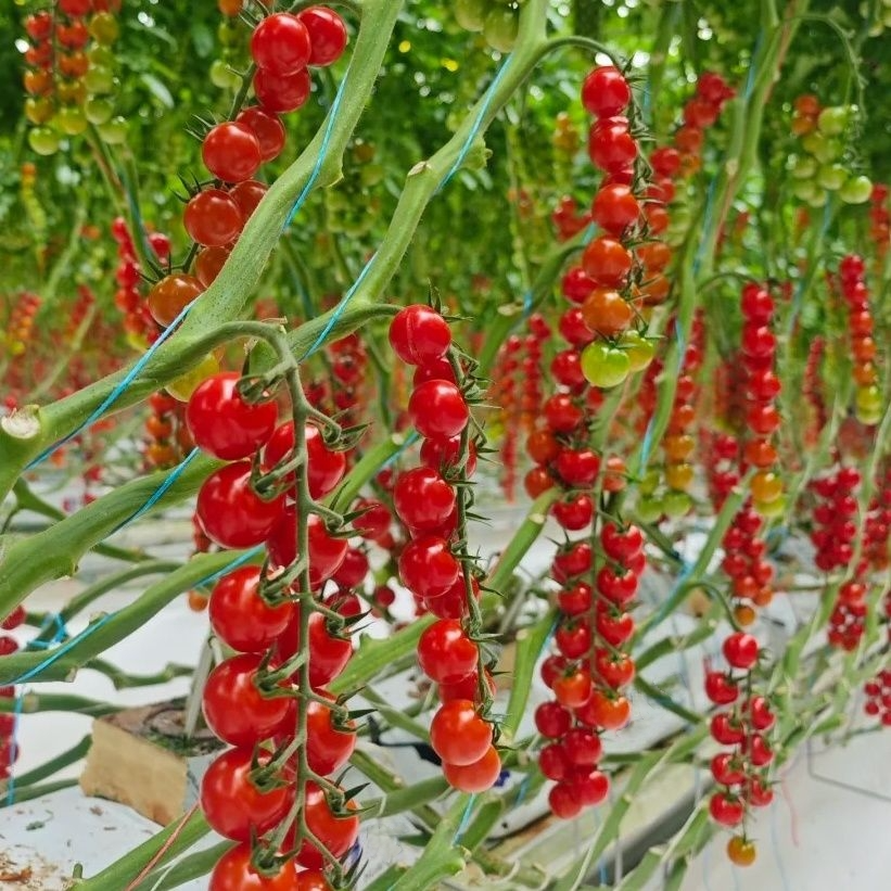 🍅 Graines de Tomates Cerises