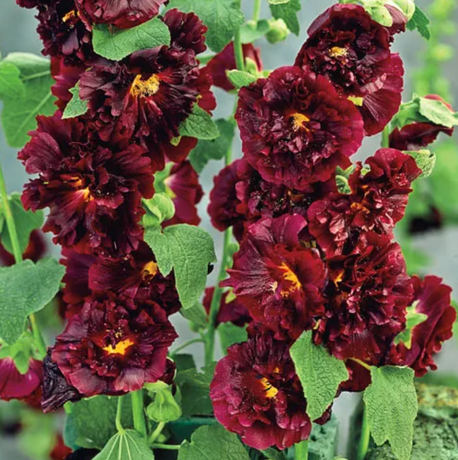 🌸 Graines de Rose Trémière - Décorez votre beau jardin！