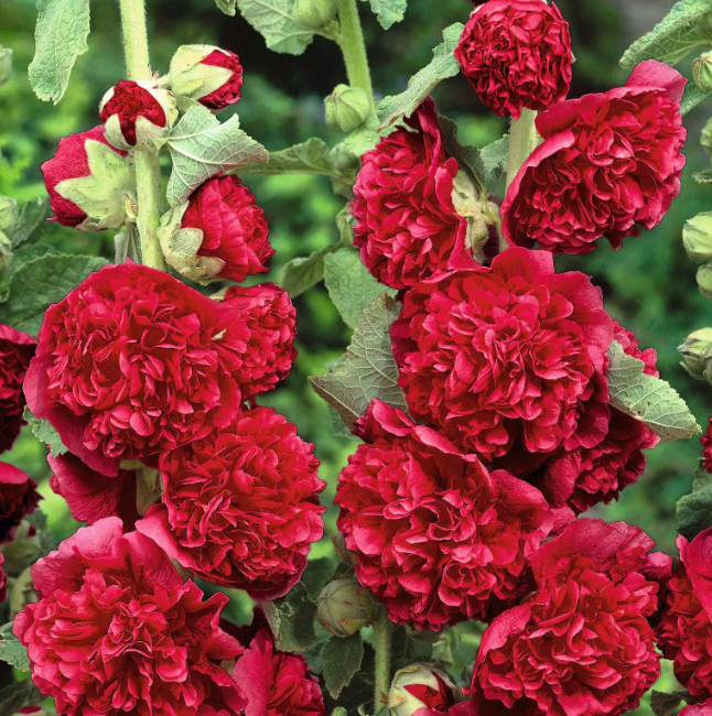 🌸 Graines de Rose Trémière - Décorez votre beau jardin！