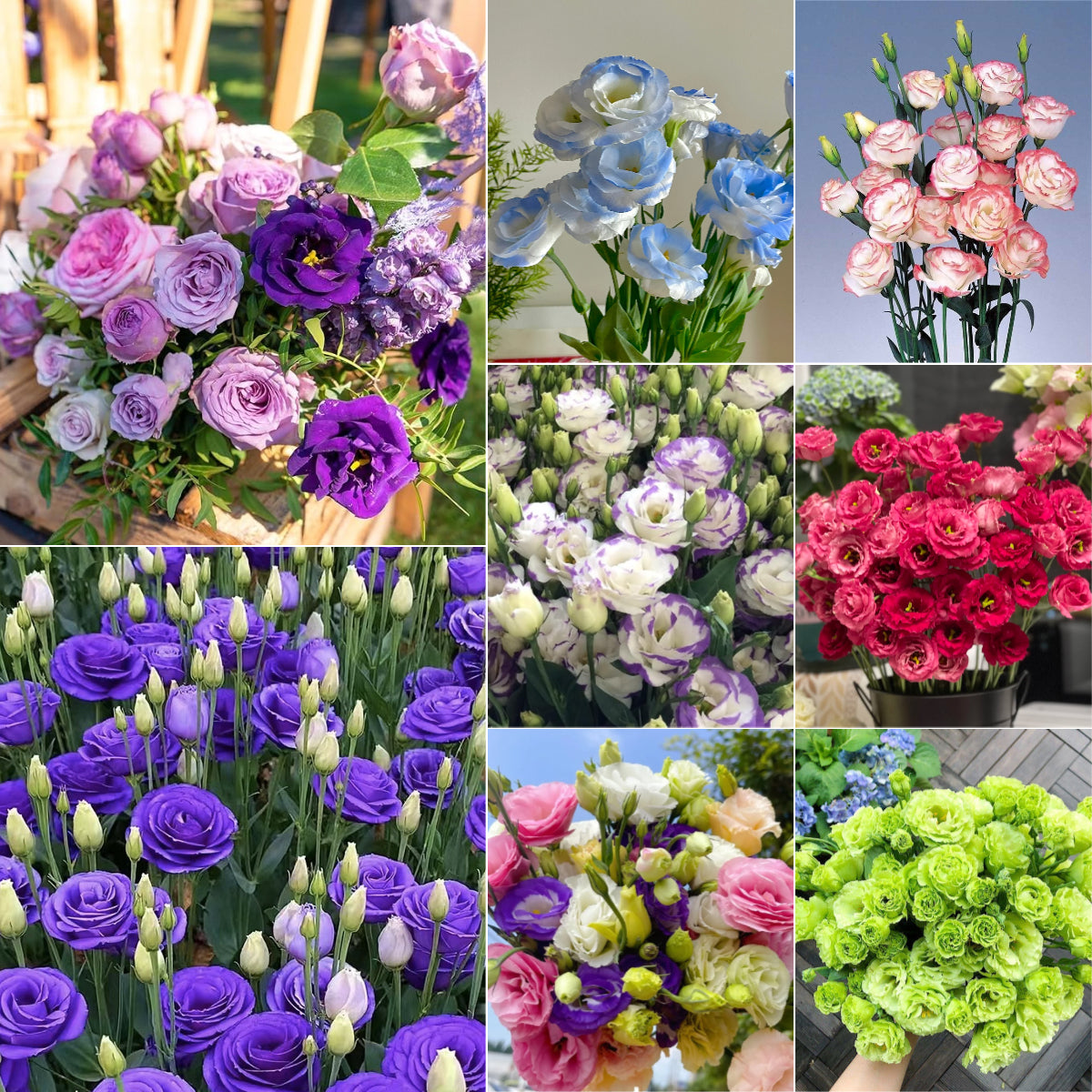 💐Lisianthus – Beauté intemporelle, amour éternel💫