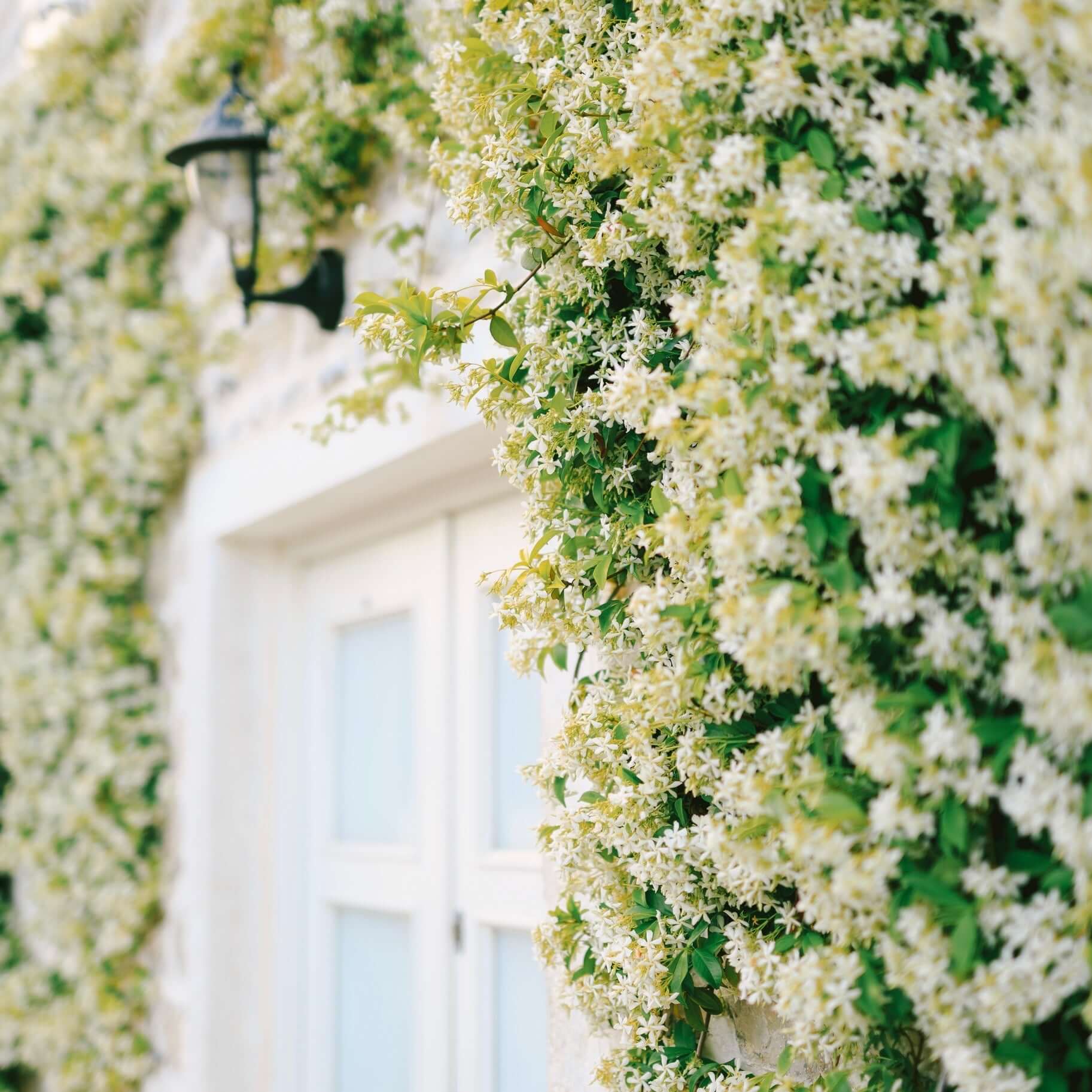 Jasmin &eacute;toil&eacute; en espalier | Plants Express