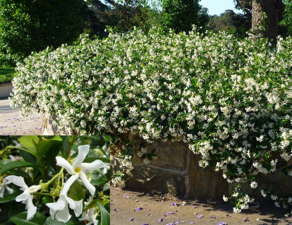 Jasmin &eacute;toil&eacute; grimpant et couvre-sol | Trachelospermum jasminoides