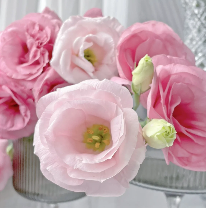 💐Lisianthus – Beauté intemporelle, amour éternel💫