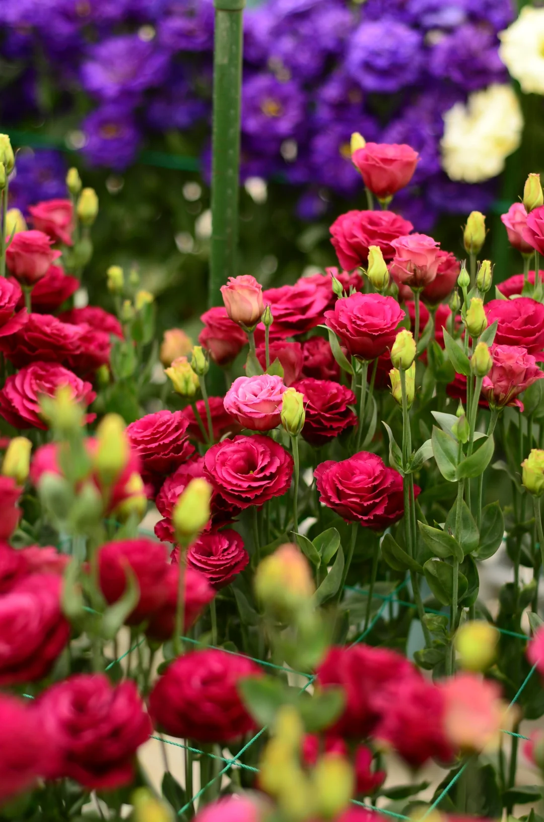 💐Lisianthus – Beauté intemporelle, amour éternel💫