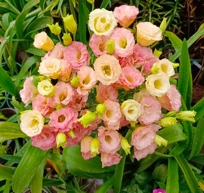 💐Lisianthus – Beauté intemporelle, amour éternel💫