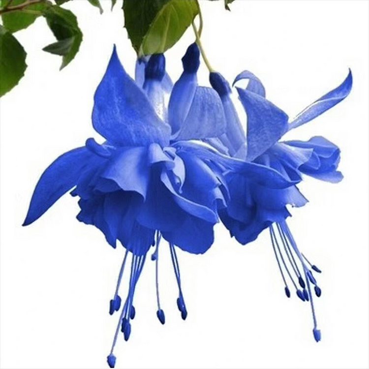 🌺Graines de fuchsia - Fleur lanterne