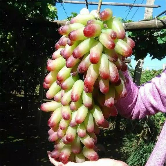 Beauty Finger Grapes Seeds