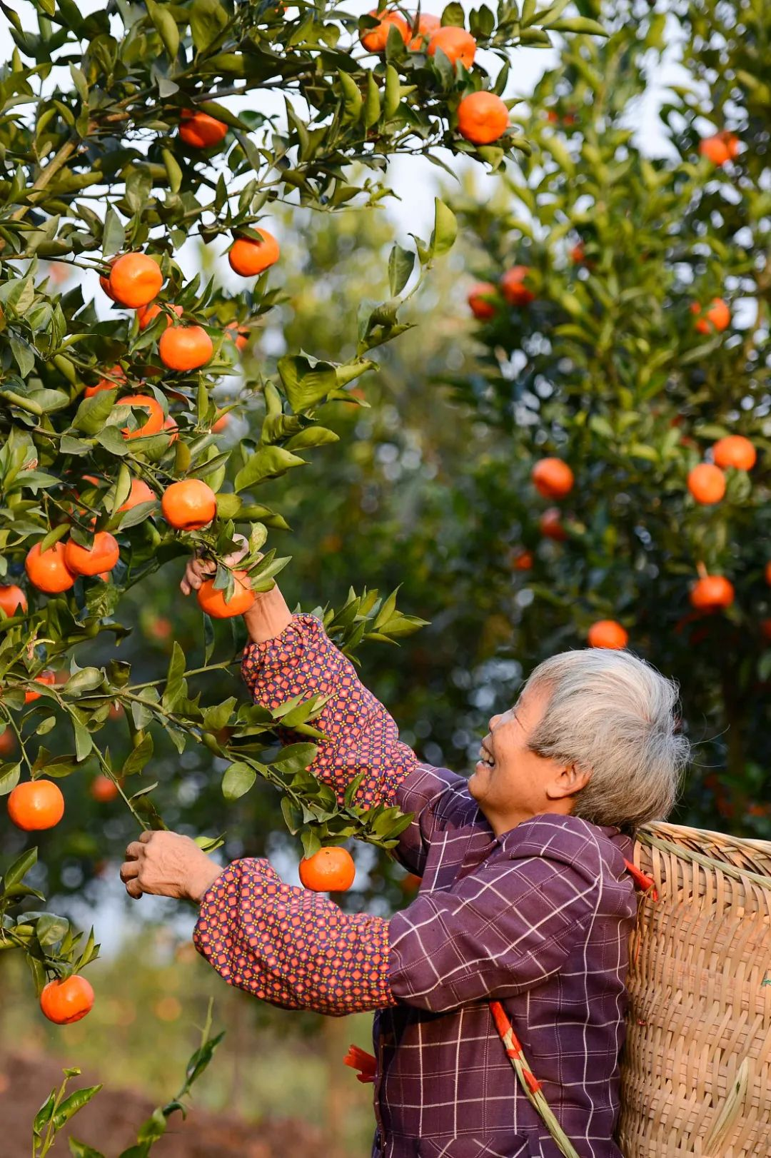 🍊Graines de mandarine rouge - Récoltes sucrées, juteuses et abondantes