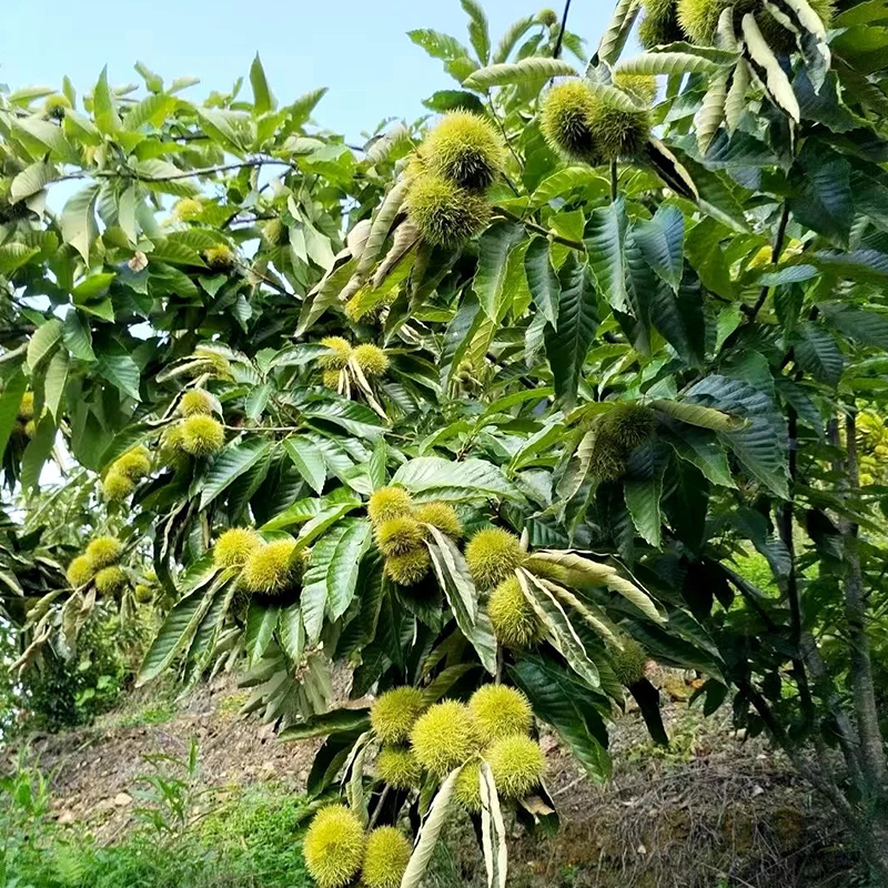 🔥Last 3 hours: 50% off - 🌰Dwarf chestnut seeds - sweet and fragrant nuts🌱