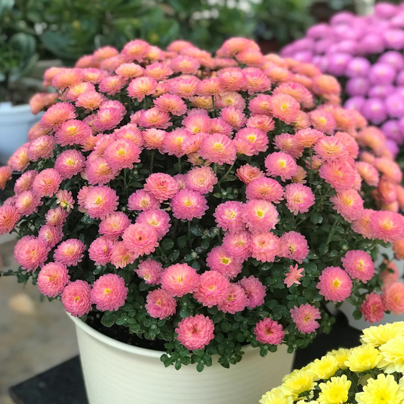 🌸GRAINES DE CHRYSANTHÈMES BONBONS