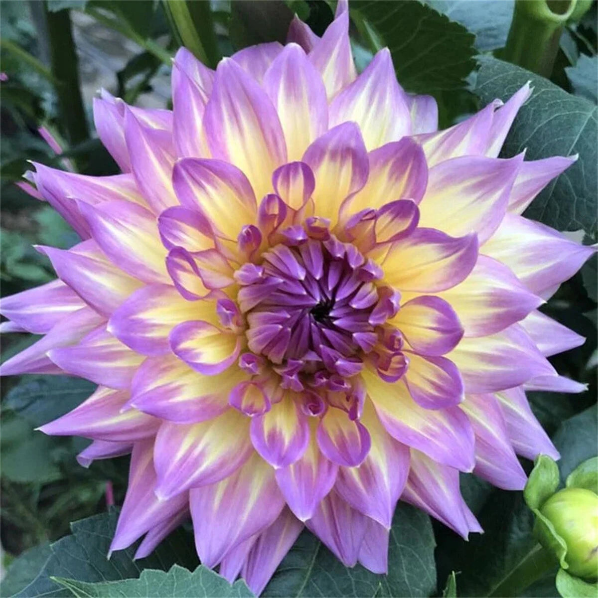 Dahlias doubles rares – Des floraisons éclatantes que les jardins ordinaires n'ont jamais.