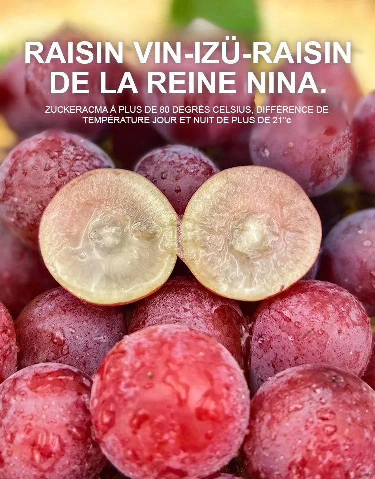 🍇 Raisin de la Reine Nina – La Perle des Vignes à Cultiver Chez Vous 