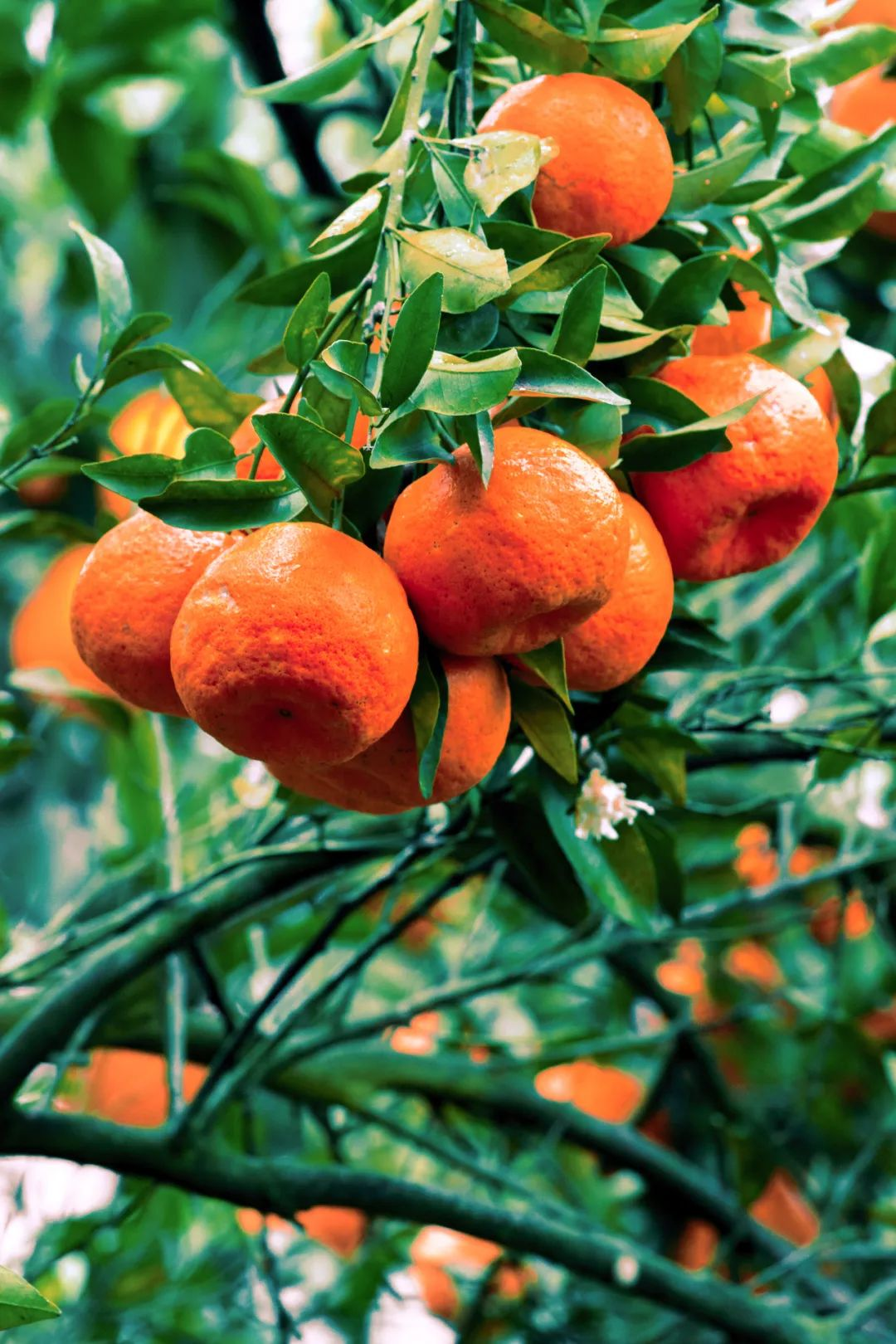 🍊Graines de mandarine rouge - Récoltes sucrées, juteuses et abondantes