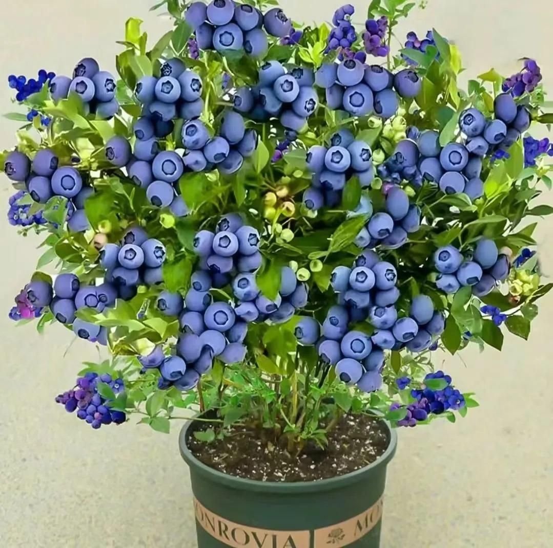 🔥HOT SALE 50% OFF🔥Giant American Blueberry Seeds (Pack of 50) 