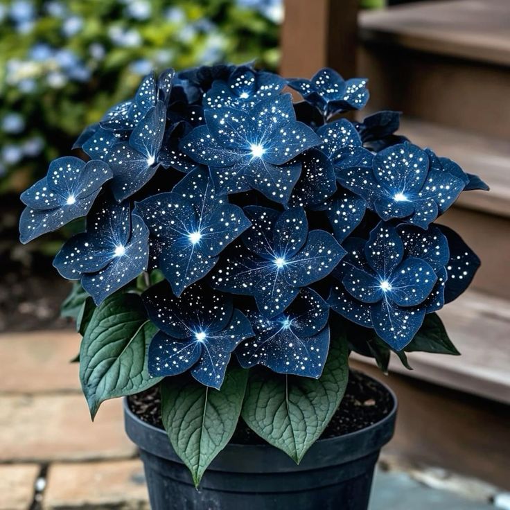 🌟Hosta bleu nuit : un ajout radieux à votre intérieur ! 🌟
