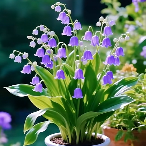 💐Musguet — Le bonheur arrive