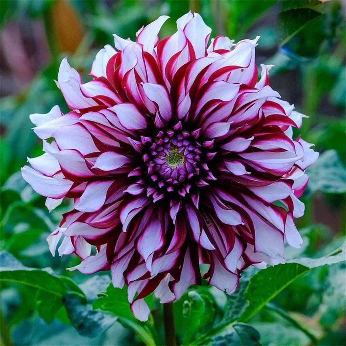 Dahlias doubles rares – Des floraisons éclatantes que les jardins ordinaires n'ont jamais.