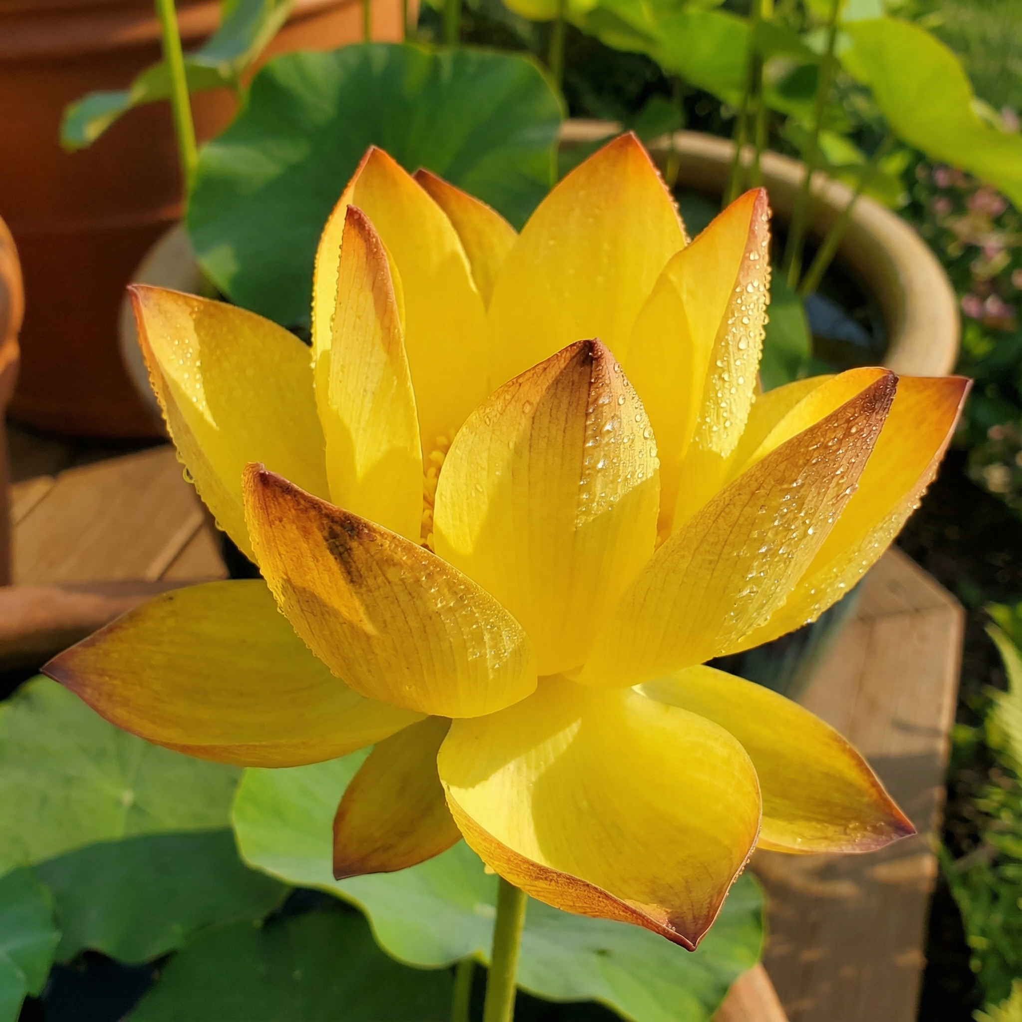 🌄Graines de lotus orange lever de soleil