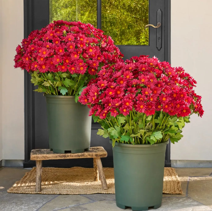 💥Last Day Each Only $2.99🌼- Artificial Outdoor Sunset Mums Flowers - UV resistant, Waterproof, Windproof