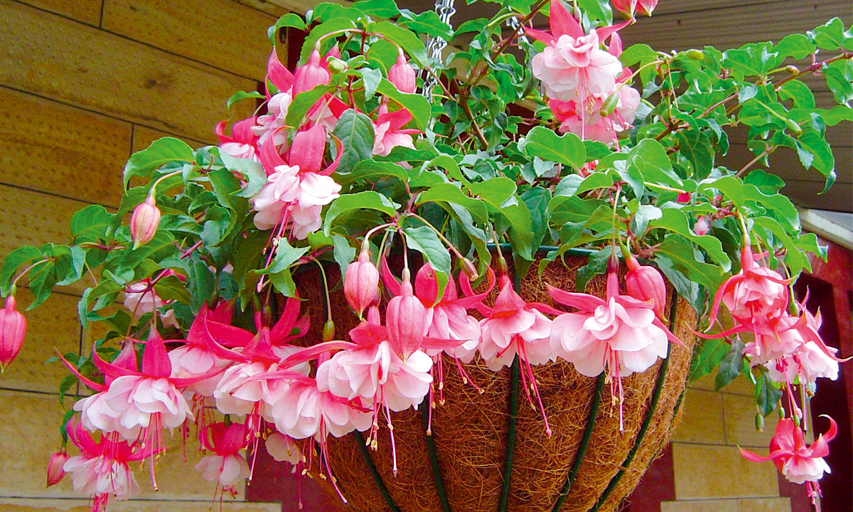 In the garden: Fabulous fuchsias - SALIFE