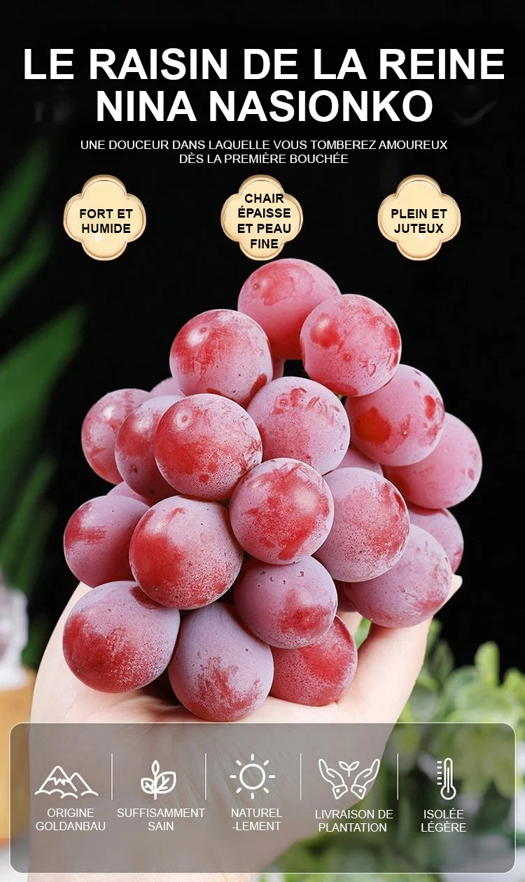 🍇 Raisin de la Reine Nina – La Perle des Vignes à Cultiver Chez Vous 