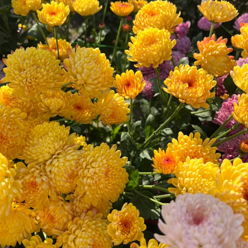 🌸GRAINES DE CHRYSANTHÈMES BONBONS