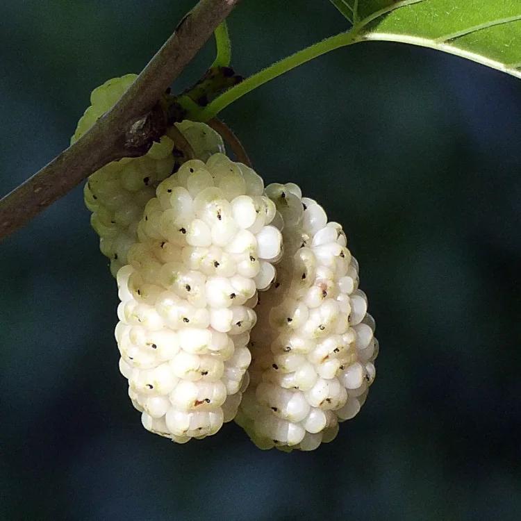 50 % de réduction🍇 Graines de Mûres Sweet Giant 🌿