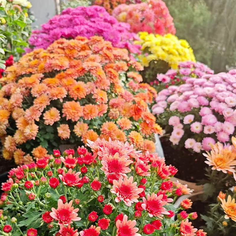 🌸GRAINES DE CHRYSANTHÈMES BONBONS