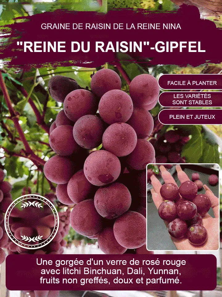 🍇 Raisin de la Reine Nina – La Perle des Vignes à Cultiver Chez Vous 