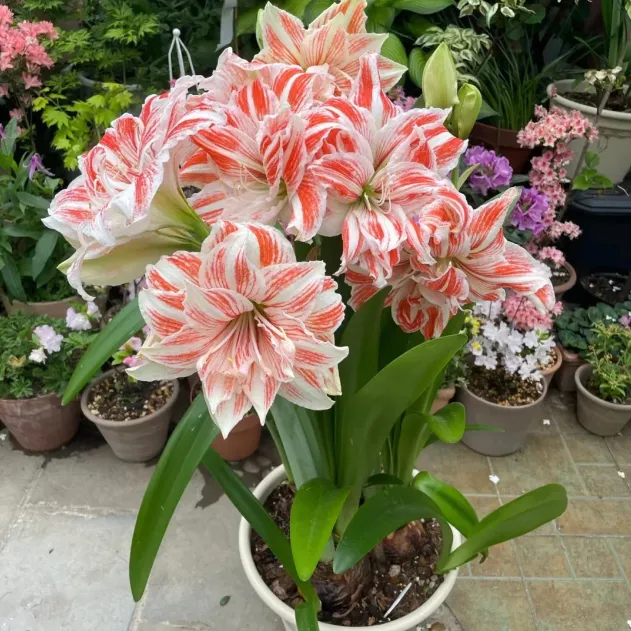 🔥 Sale 2026 🌌 Frost-resistant, fragrant amaryllis bulbs with two petals - Brighten your life all year round!