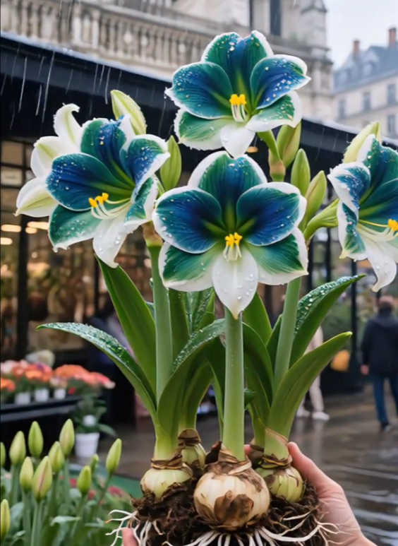 🔥 Sale 2026 🌌 Frost-resistant, fragrant amaryllis bulbs with two petals - Brighten your life all year round!