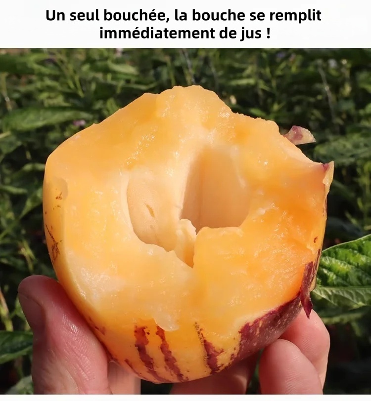 🎁30% de Réduction🍐🍐Graines De Pepinos (Melon Poire)
