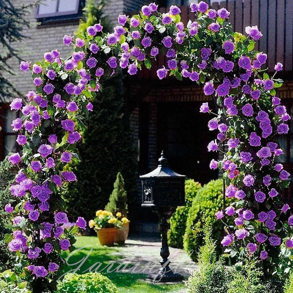 🌹Graines de rosiers grimpants