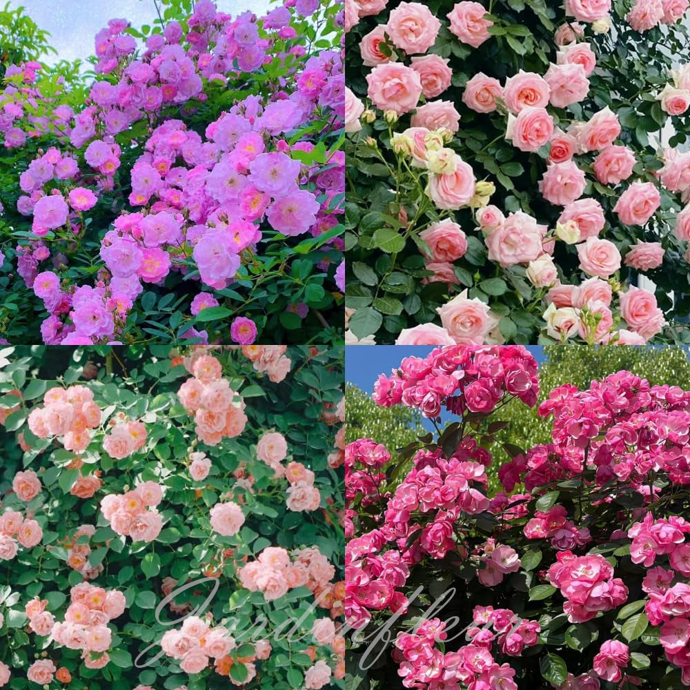 🌹Graines de rosiers grimpants